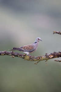 斑鸠，streptopelia turtur