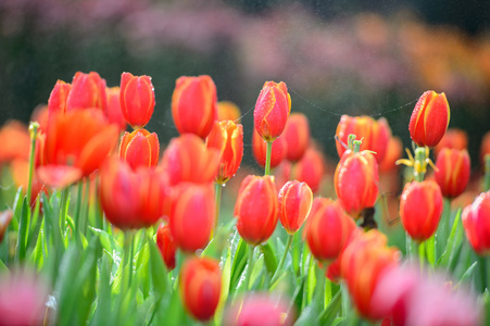 红色郁金香花园