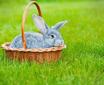 在绿色草地上的可爱小灰色兔子