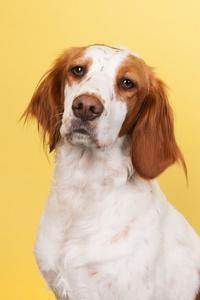 跨品种猎犬的肖像