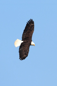 秃鹰白鳞