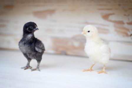 哭泣的小鸡图片