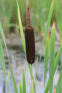 花序香蒲