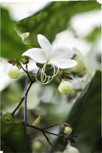 特写白色可爱的花clarodiumwallichii，clarodiumru