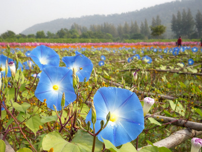 蓝色牵牛花花