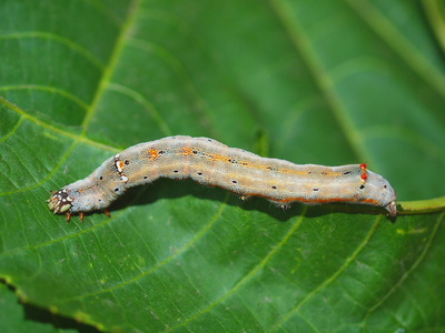 热带夜蛾毛虫图片