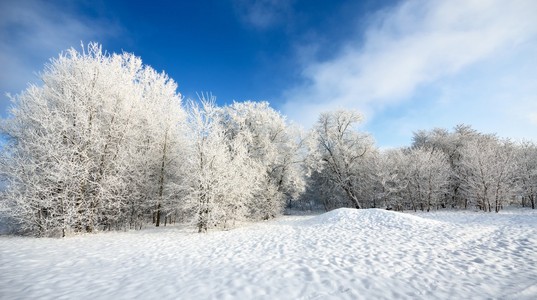 冬季仙境中雪覆盖森林。拉托维亚