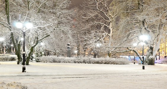 晚上在里加公园树上雪