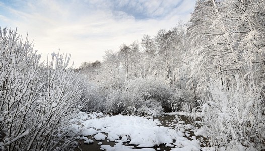 冬季仙境中雪覆盖森林。拉托维亚