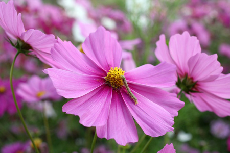 粉色波斯菊花卉
