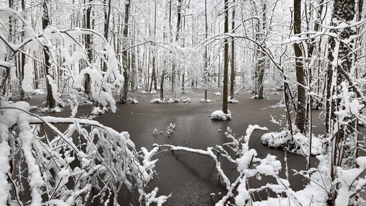 森林沼泽景观中的第一场雪