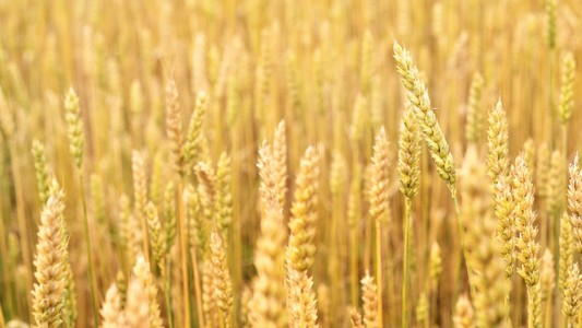 农业的视图。小麦现场特写