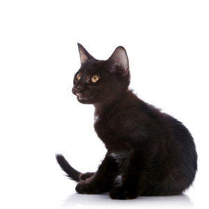 黑色小猫坐在白色背景上