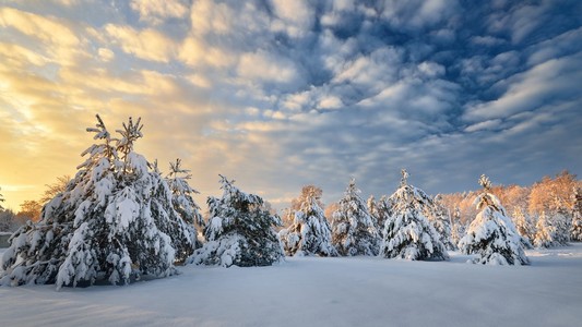 雪覆盖在拉脱维亚冬季森林