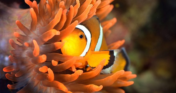 小丑鱼在海洋水族馆