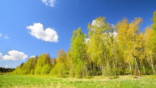 古典的草地和森林春天风景