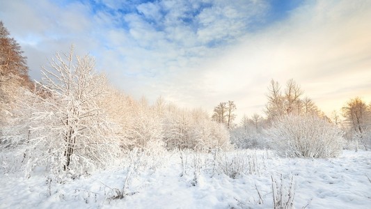 冬季仙境中雪覆盖森林。拉托维亚