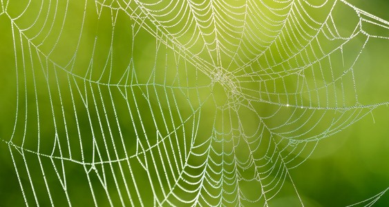 美丽的蜘蛛网用水下降特写