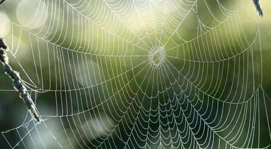 美丽的蜘蛛网用水下降特写