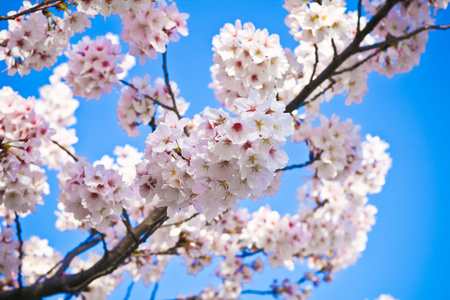 在日本拍摄美丽白色樱花 樱