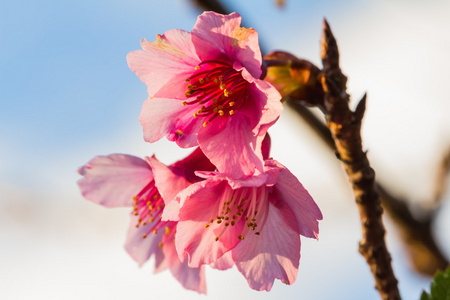 桃花开