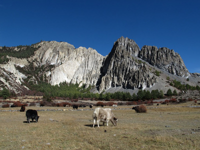 放牧牦牛和石灰石形成