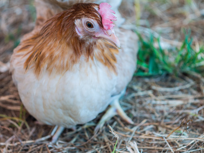 在泰国当地品种矮脚鸡照片