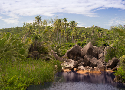 漂亮的热带背景，用椰子棕榈树的视图