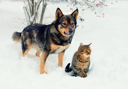 狗和猫玩雪