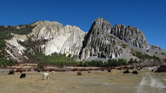 放牧牦牛和石灰石形成