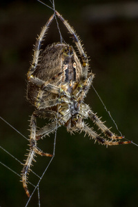 在 web 上的蜘蛛