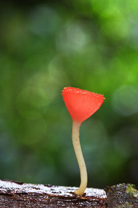 蘑菇香槟