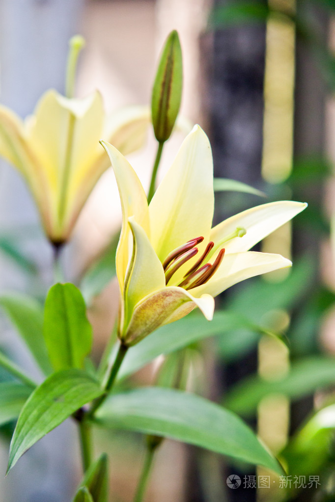 白色的百合盛开在树上