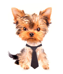 业务与领带的狗