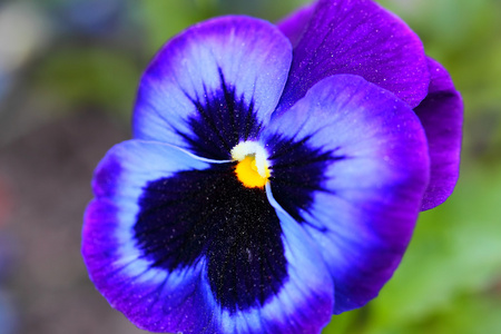 三色紫罗兰紫罗兰花