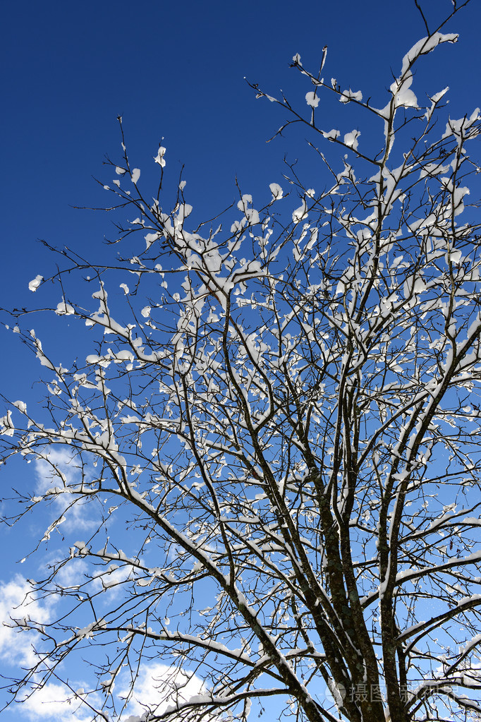 树上挂满雪