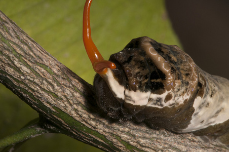 阻吓鸟橙色狗毛毛虫照片