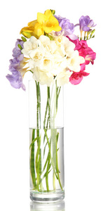 freesias 在透明的花瓶，白色上隔绝的美丽花束