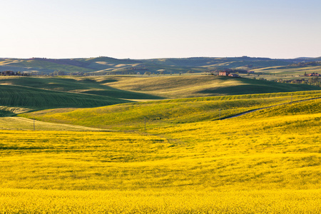 室外托斯卡纳 val d orcia 绿色和黄色字段