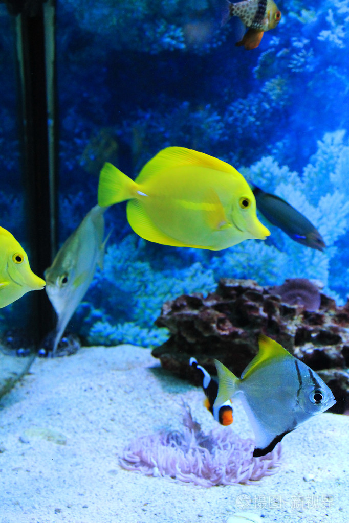 可爱的小鱼在水族馆