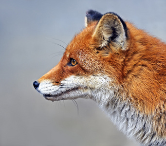狐狸肖像在自然栖息地