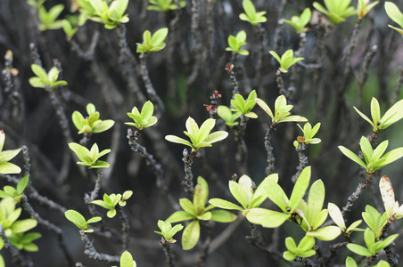 许多小植物在花园里