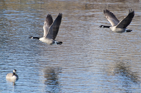 加拿大鹅采取飞行从水