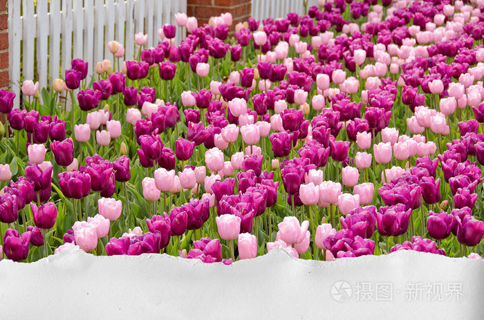 粉色郁金香花园