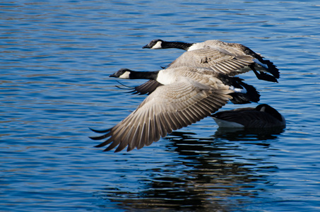 加拿大鹅采取飞行从水