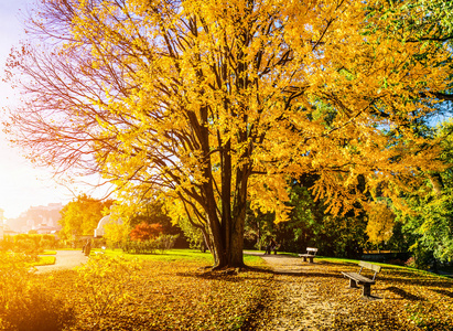 美丽的秋天景色，在公园在日出