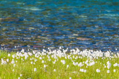 在挪威北部的 cottongrass 湖