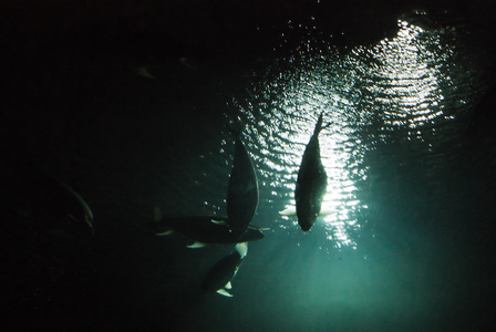 水族馆