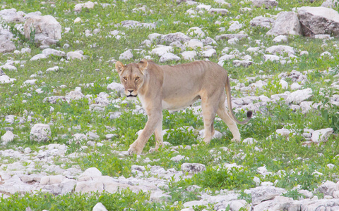 狮子在埃托沙雨平原上行走照片