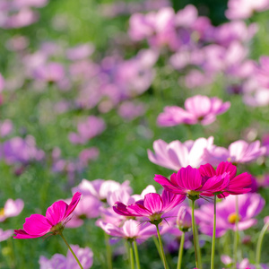 花波斯菊